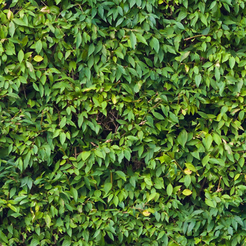 Textures   -   NATURE ELEMENTS   -   VEGETATION   -   Hedges  - Green hedge texture seamless 13098 - HR Full resolution preview demo