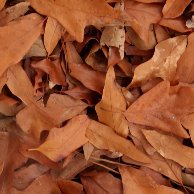 Textures   -   NATURE ELEMENTS   -   VEGETATION   -   Leaves dead  - Leaves dead texture seamless 13147 - HR Full resolution preview demo