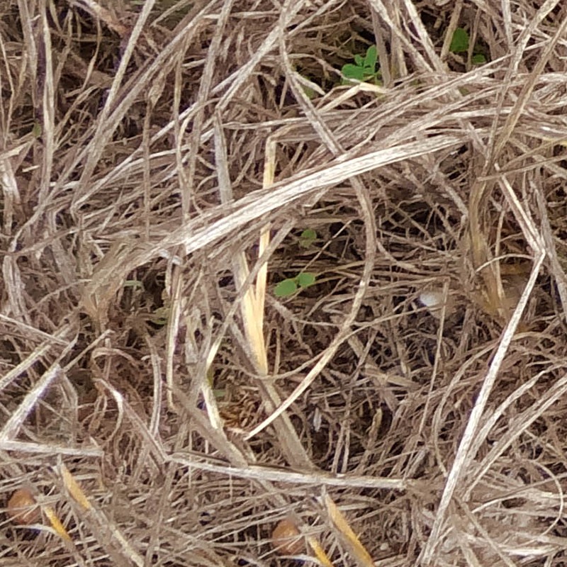 Textures   -   NATURE ELEMENTS   -   VEGETATION   -   Dry grass  - Dry grass texture seamless 18654 - HR Full resolution preview demo