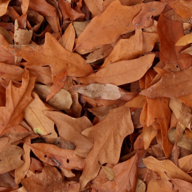 Textures   -   NATURE ELEMENTS   -   VEGETATION   -   Leaves dead  - Leaves dead texture seamless 13148 - HR Full resolution preview demo