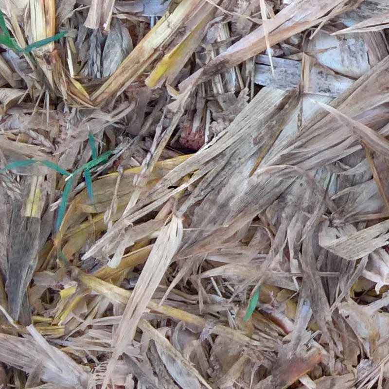 Textures   -   NATURE ELEMENTS   -   VEGETATION   -   Dry grass  - Dry leaves after harvest of corn texture seamless 18655 - HR Full resolution preview demo