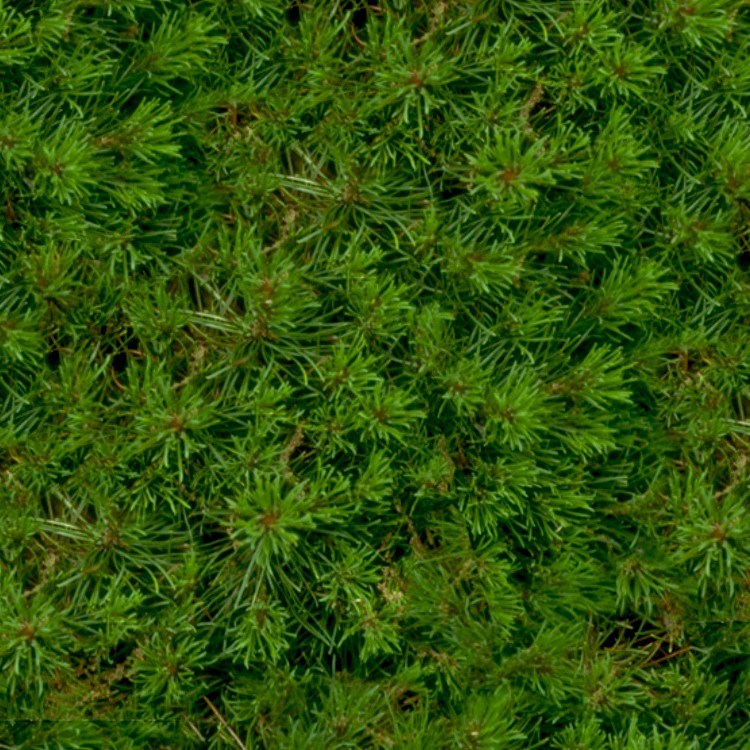 Textures   -   NATURE ELEMENTS   -   VEGETATION   -   Green grass  - Green grass texture seamless 12999 - HR Full resolution preview demo