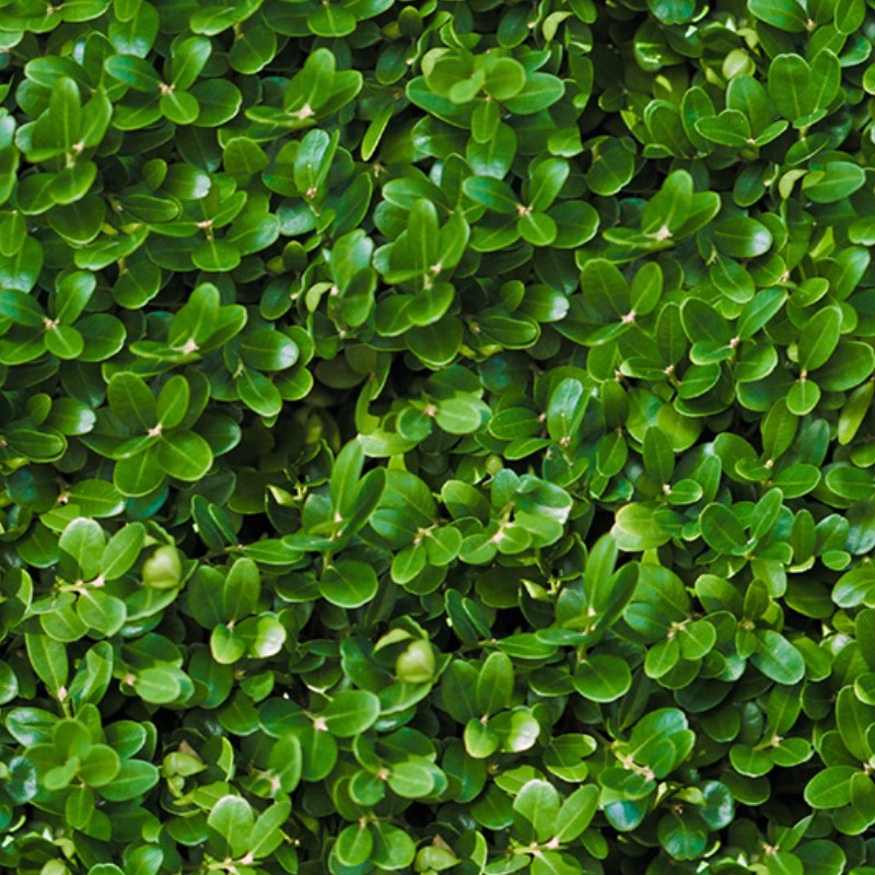 Textures   -   NATURE ELEMENTS   -   VEGETATION   -   Hedges  - Green hedge texture seamless 13100 - HR Full resolution preview demo