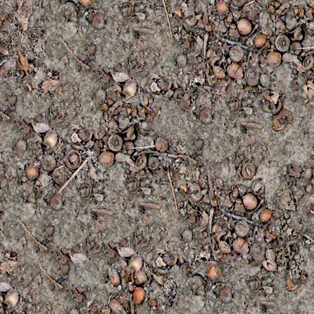 Textures   -   NATURE ELEMENTS   -   SOIL   -   Ground  - Ground texture seamless 12843 - HR Full resolution preview demo
