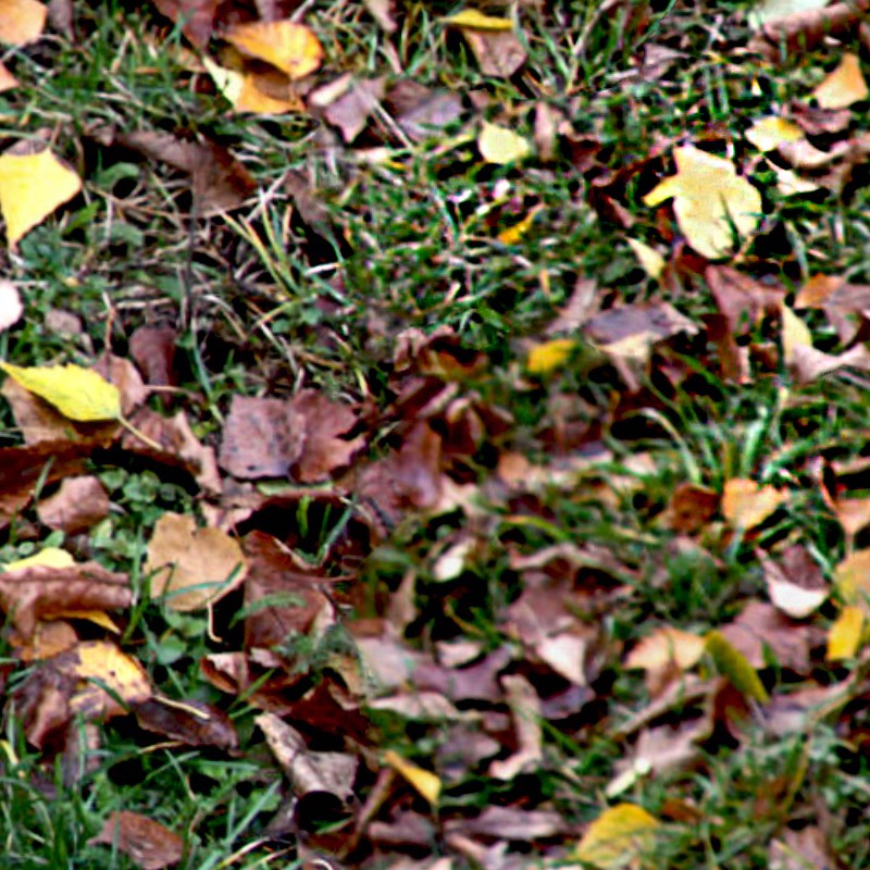 Textures   -   NATURE ELEMENTS   -   VEGETATION   -   Leaves dead  - Leaves dead texture seamless 13149 - HR Full resolution preview demo