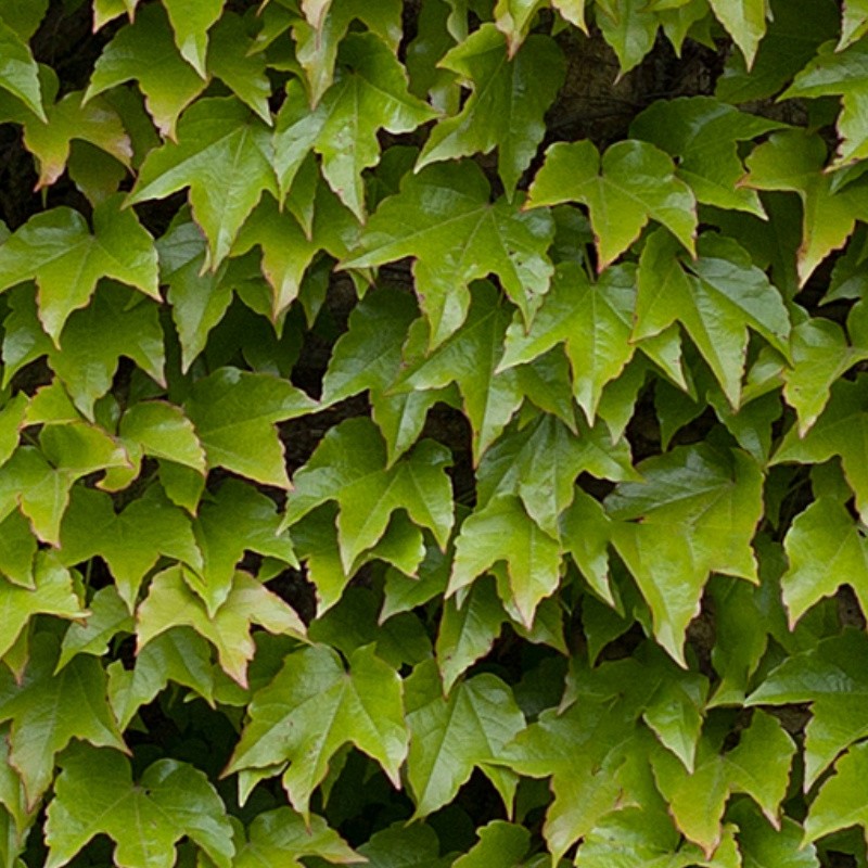 Textures   -   NATURE ELEMENTS   -   VEGETATION   -   Hedges  - Green hedge texture seamless 13101 - HR Full resolution preview demo