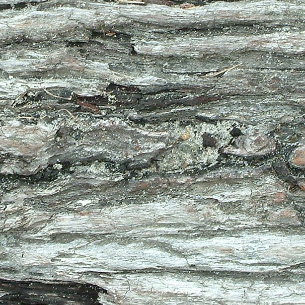 Textures   -   NATURE ELEMENTS   -   BARK  - Bark texture seamless 12342 - HR Full resolution preview demo