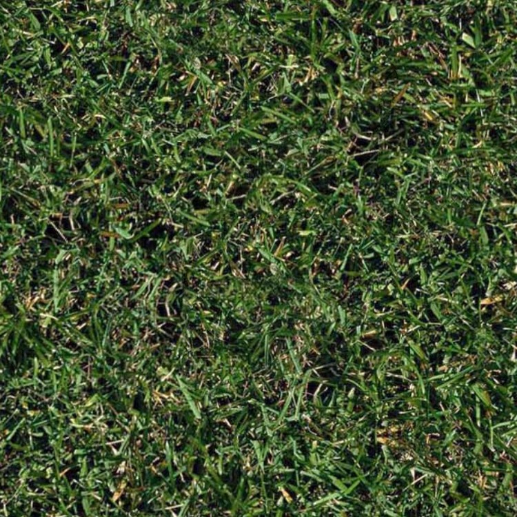 Textures   -   NATURE ELEMENTS   -   VEGETATION   -   Green grass  - Green grass texture seamless 13001 - HR Full resolution preview demo