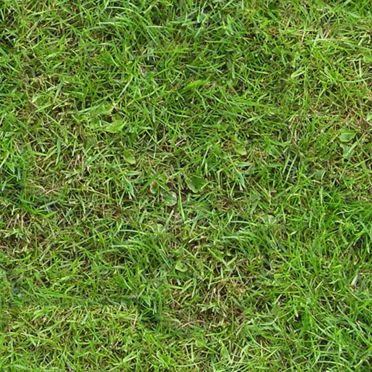 Textures   -   NATURE ELEMENTS   -   VEGETATION   -   Green grass  - Green grass texture seamless 13002 - HR Full resolution preview demo