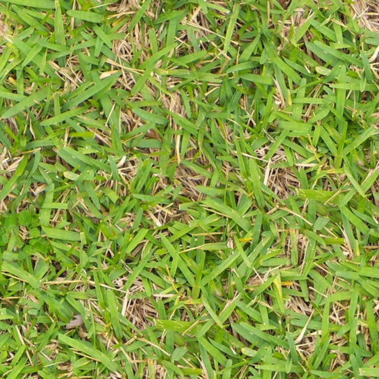 Textures   -   NATURE ELEMENTS   -   VEGETATION   -   Green grass  - Green grass texture seamless 13003 - HR Full resolution preview demo