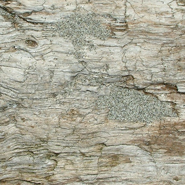 Textures   -   NATURE ELEMENTS   -   BARK  - Bark texture seamless 12345 - HR Full resolution preview demo