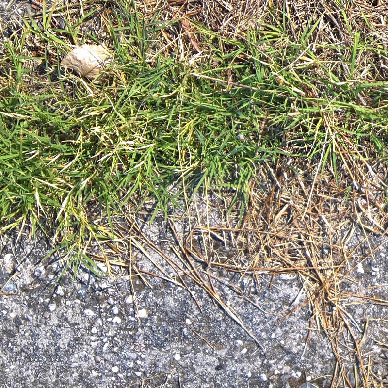 Textures   -   ARCHITECTURE   -   ROADS   -   Asphalt damaged  - Damaged asphalt with grass texture seamless 18734 - HR Full resolution preview demo