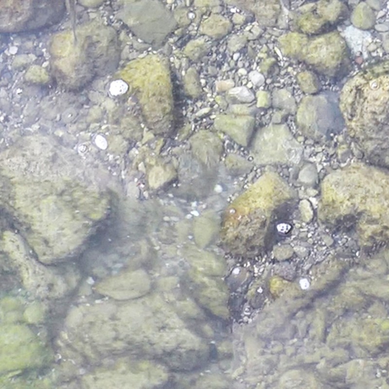 Textures   -   NATURE ELEMENTS   -   WATER   -   Streams  - Water with stone and fish texture seamless 17903 - HR Full resolution preview demo