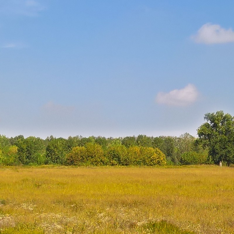 Textures   -   BACKGROUNDS &amp; LANDSCAPES   -   NATURE   -   Countrysides &amp; Hills  - Wild meadow countrysides landscape texture 17961 - HR Full resolution preview demo