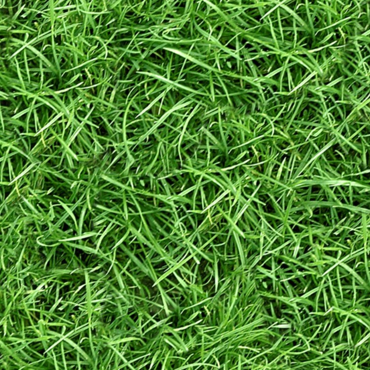 Textures   -   NATURE ELEMENTS   -   VEGETATION   -   Green grass  - Green grass texture seamless 13006 - HR Full resolution preview demo