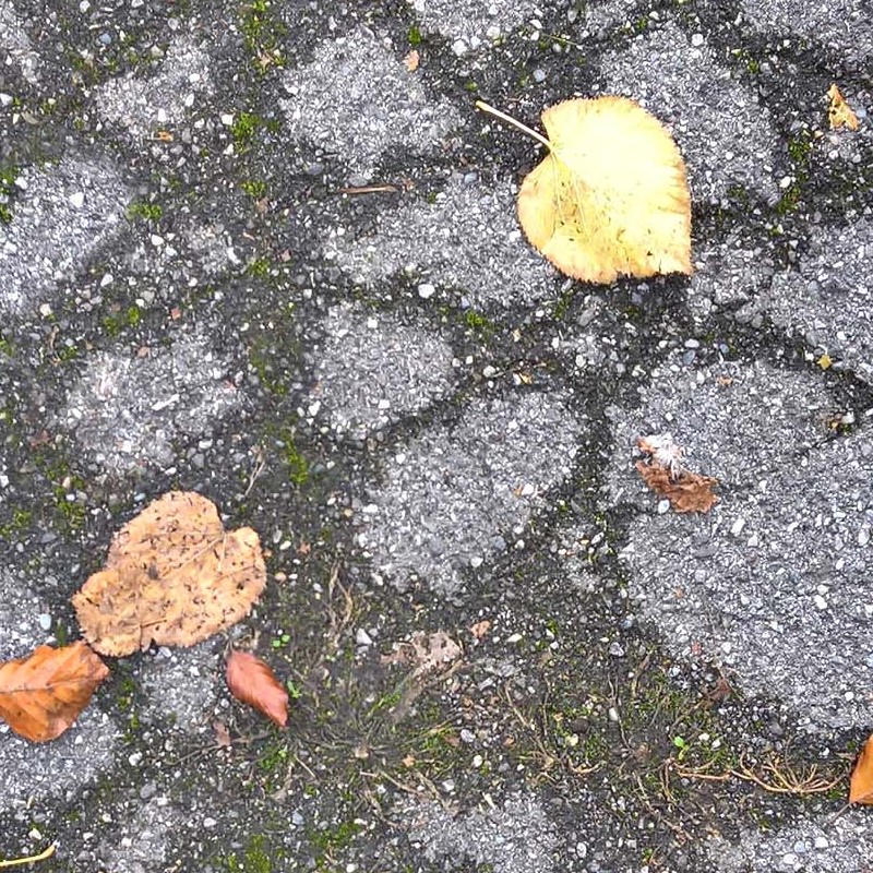 Textures   -   ARCHITECTURE   -   ROADS   -   Asphalt damaged  - Damaged asphalt with dead leaves and moss texture seamless 19255 - HR Full resolution preview demo