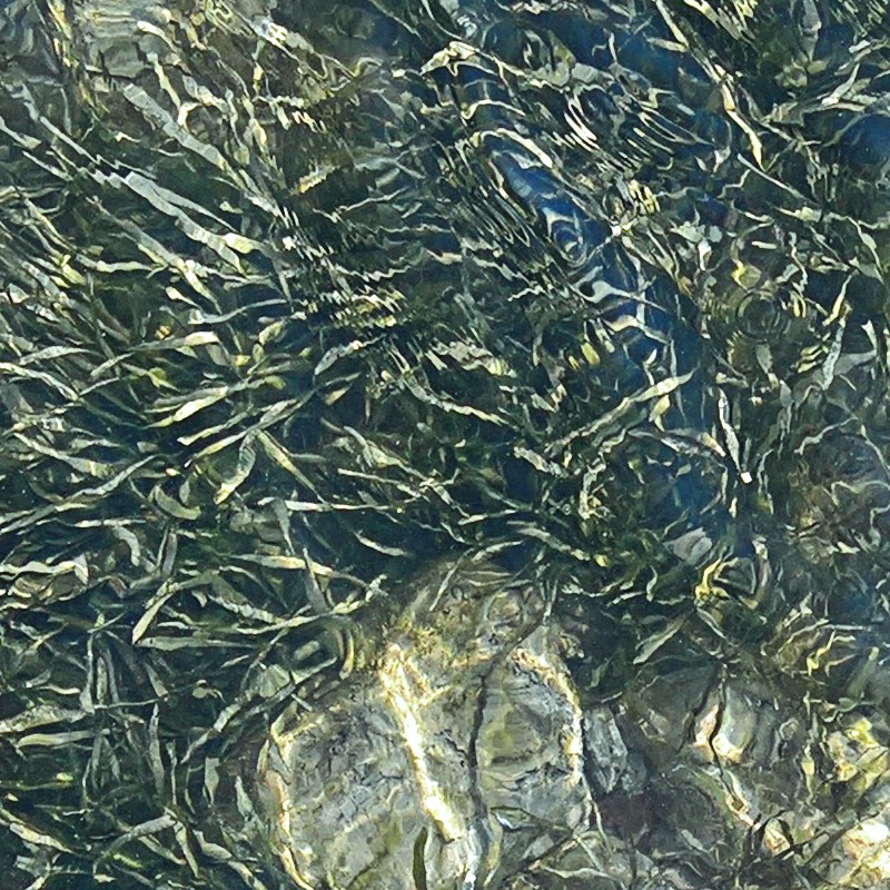 Textures   -   NATURE ELEMENTS   -   WATER   -   Streams  - Water with seaweed and stones texture seamless 18218 - HR Full resolution preview demo