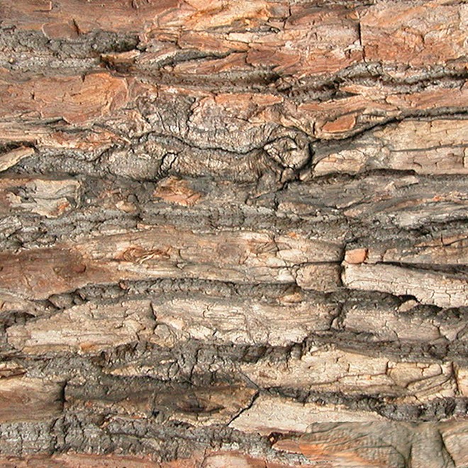 Textures   -   NATURE ELEMENTS   -   BARK  - Bark texture seamless 12349 - HR Full resolution preview demo