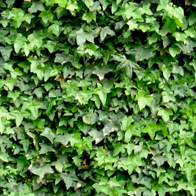 Textures   -   NATURE ELEMENTS   -   VEGETATION   -   Hedges  - Ivy hedge texture seamless 13109 - HR Full resolution preview demo