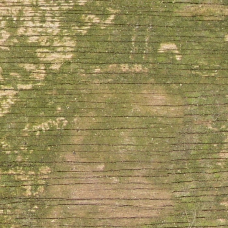 Textures   -   NATURE ELEMENTS   -   BARK  - Bark texture seamless 12351 - HR Full resolution preview demo