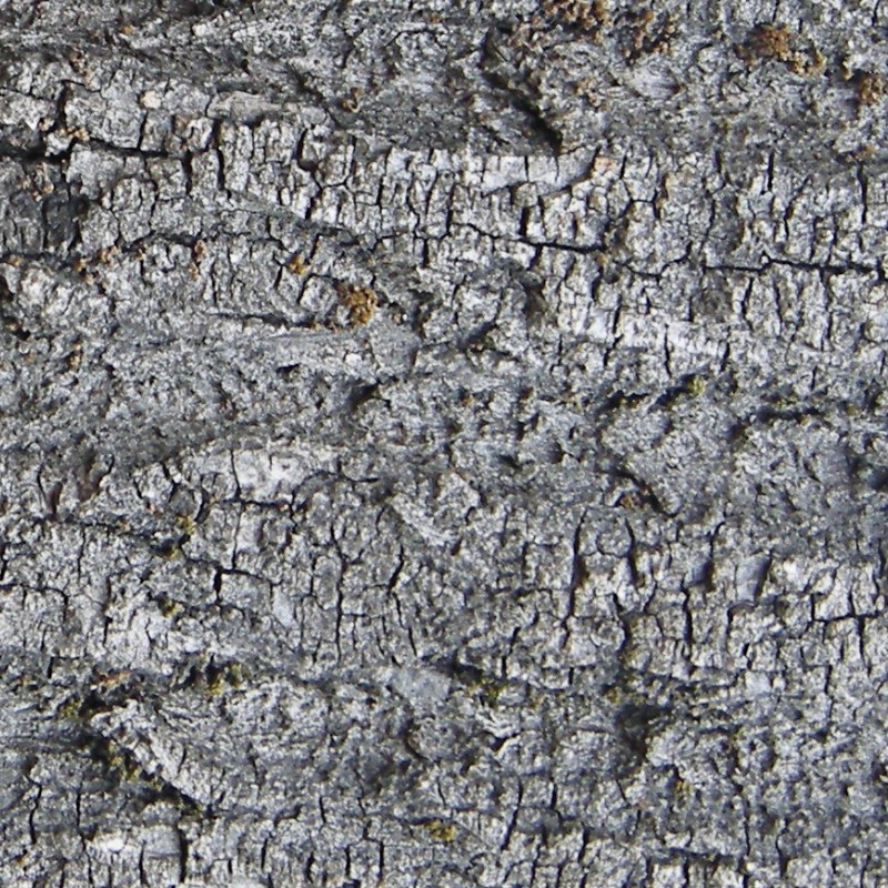 Textures   -   NATURE ELEMENTS   -   BARK  - Bark texture seamless 12352 - HR Full resolution preview demo