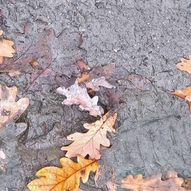 Textures   -   NATURE ELEMENTS   -   SOIL   -   Mud  - Mud with leaves texture seamless 21310 - HR Full resolution preview demo