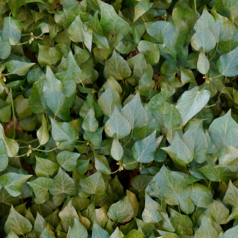 Textures   -   NATURE ELEMENTS   -   VEGETATION   -   Hedges  - Ivy hedge texture seamless 13114 - HR Full resolution preview demo