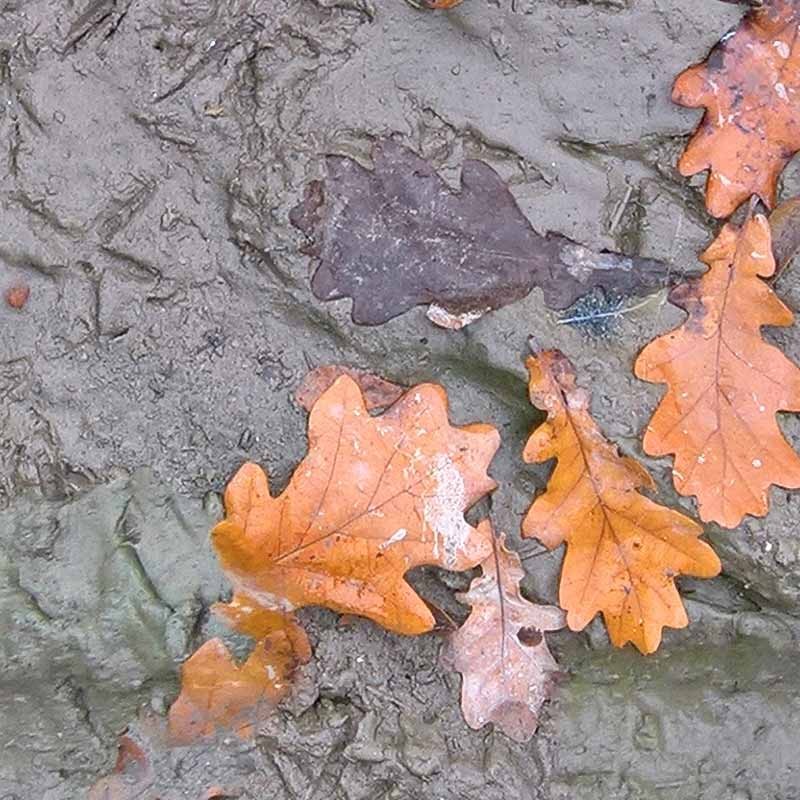 Textures   -   NATURE ELEMENTS   -   SOIL   -   Mud  - Mud with leaves texture seamless 21312 - HR Full resolution preview demo