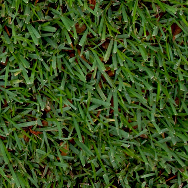 Textures   -   NATURE ELEMENTS   -   VEGETATION   -   Green grass  - Green grass texture seamless 13014 - HR Full resolution preview demo