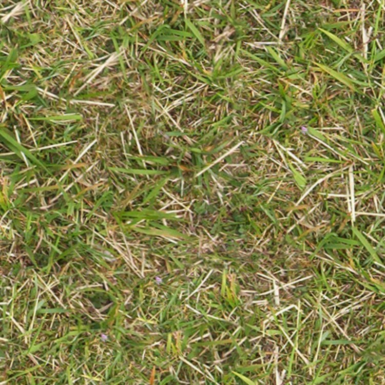 Textures   -   NATURE ELEMENTS   -   VEGETATION   -   Green grass  - Green grass texture seamless 13015 - HR Full resolution preview demo