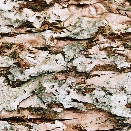 Textures   -   NATURE ELEMENTS   -   BARK  - Bark texture seamless 12358 - HR Full resolution preview demo