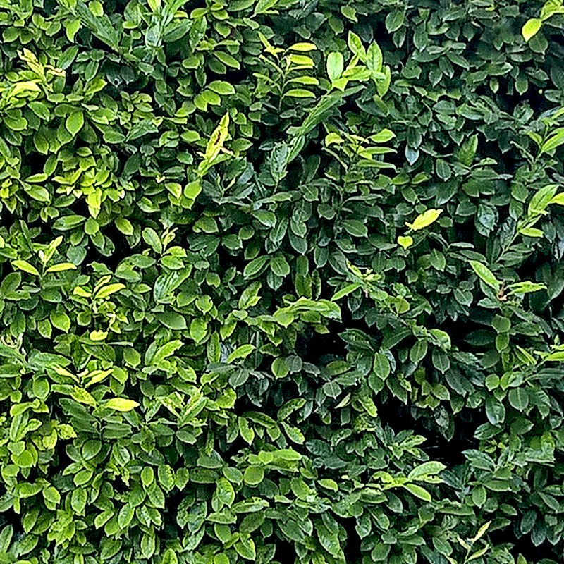 Textures   -   NATURE ELEMENTS   -   VEGETATION   -   Hedges  - Cut out hedge texture seamless 17375 - HR Full resolution preview demo