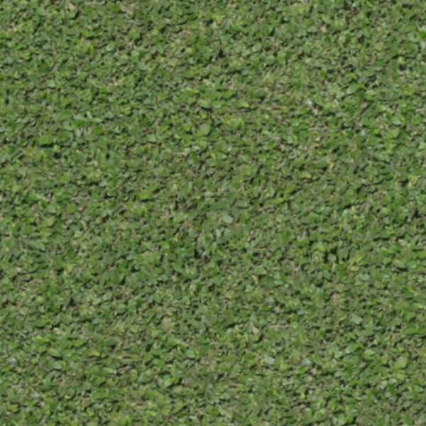 Textures   -   NATURE ELEMENTS   -   VEGETATION   -   Green grass  - Green grass texture seamless 13017 - HR Full resolution preview demo