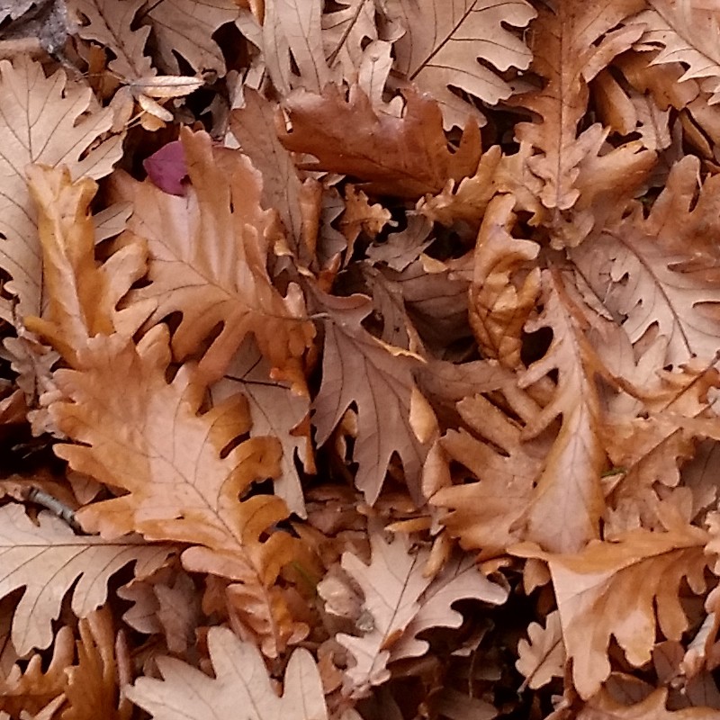 Textures   -   NATURE ELEMENTS   -   VEGETATION   -   Leaves dead  - Leaves dead texture seamless 17315 - HR Full resolution preview demo