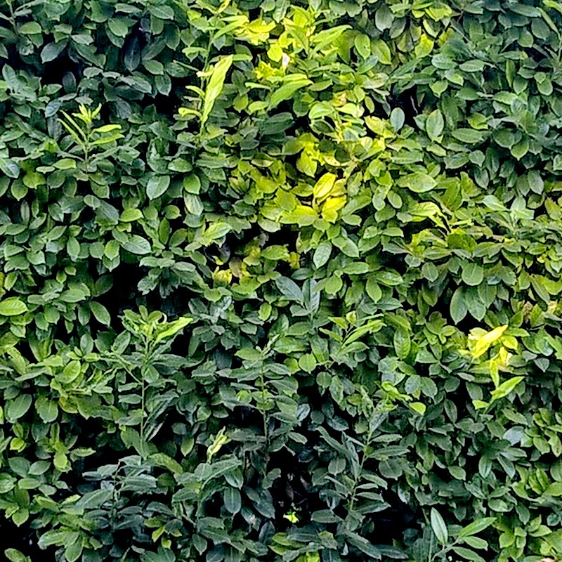 Textures   -   NATURE ELEMENTS   -   VEGETATION   -   Hedges  - Cut out hedge texture seamless 17376 - HR Full resolution preview demo