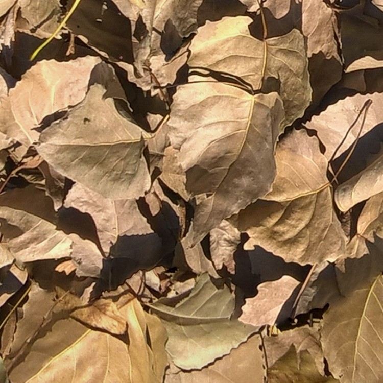 Textures   -   NATURE ELEMENTS   -   VEGETATION   -   Leaves dead  - Leaves dead texture seamless 17321 - HR Full resolution preview demo
