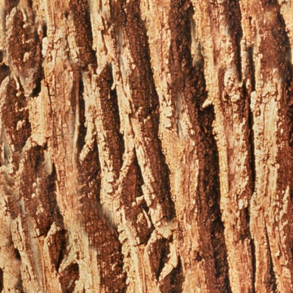 Textures   -   NATURE ELEMENTS   -   BARK  - Bark texture seamless 12360 - HR Full resolution preview demo