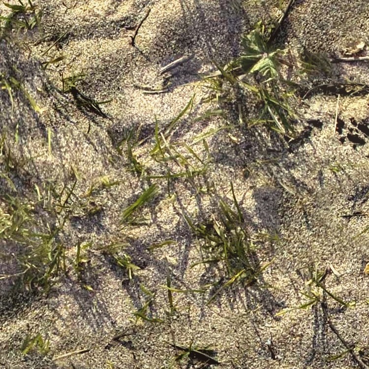 Textures   -   NATURE ELEMENTS   -   SAND  - Beach sand texture seamless 12752 - HR Full resolution preview demo