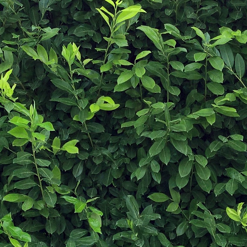 Textures   -   NATURE ELEMENTS   -   VEGETATION   -   Hedges  - Cut out hedge texture seamless 17377 - HR Full resolution preview demo