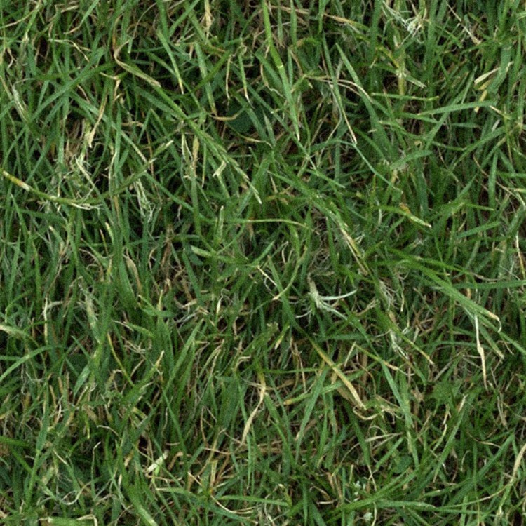 Textures   -   NATURE ELEMENTS   -   VEGETATION   -   Green grass  - Green grass texture seamless 13019 - HR Full resolution preview demo