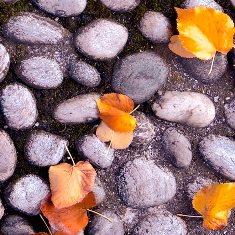 Textures   -   ARCHITECTURE   -   ROADS   -   Paving streets   -   Rounded cobble  - Rounded cobblestone with dead leaves texture seamless 18792 - HR Full resolution preview demo