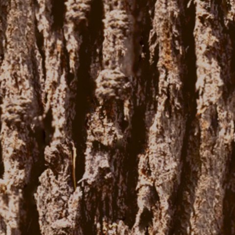 Textures   -   NATURE ELEMENTS   -   BARK  - Bark texture seamless 12361 - HR Full resolution preview demo