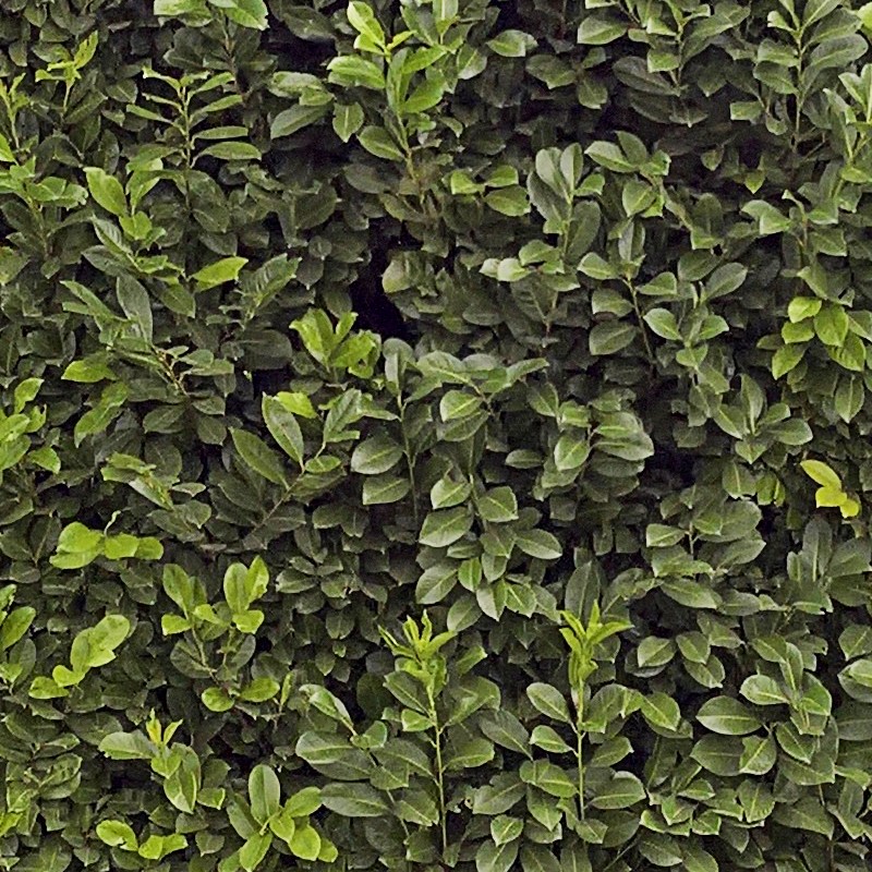 Textures   -   NATURE ELEMENTS   -   VEGETATION   -   Hedges  - Cut out hedge texture seamless 17378 - HR Full resolution preview demo