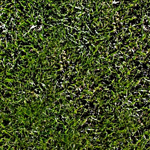 Textures   -   NATURE ELEMENTS   -   VEGETATION   -   Green grass  - Green grass texture seamless 13020 - HR Full resolution preview demo