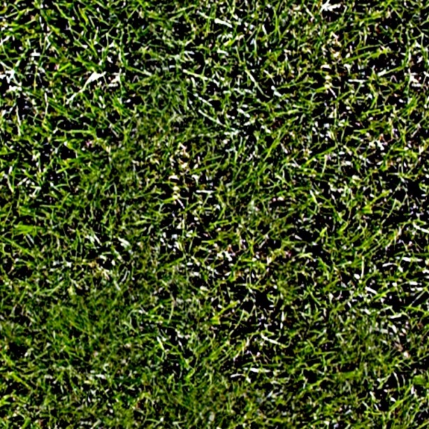 Textures   -   NATURE ELEMENTS   -   VEGETATION   -   Green grass  - Green grass texture seamless 13020 - HR Full resolution preview demo