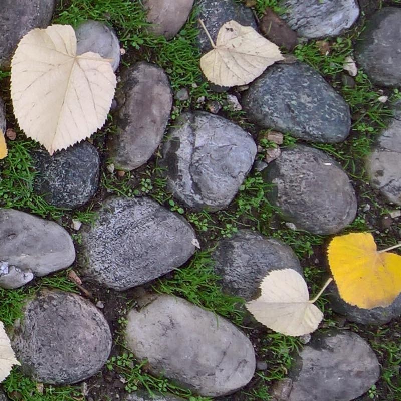 Textures   -   ARCHITECTURE   -   ROADS   -   Paving streets   -   Rounded cobble  - Rounded cobblestone with dead leaves texture seamless 19063 - HR Full resolution preview demo