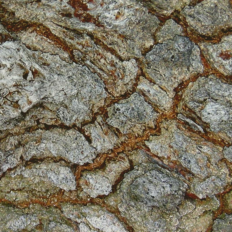 Textures   -   NATURE ELEMENTS   -   BARK  - Bark texture seamless 12362 - HR Full resolution preview demo