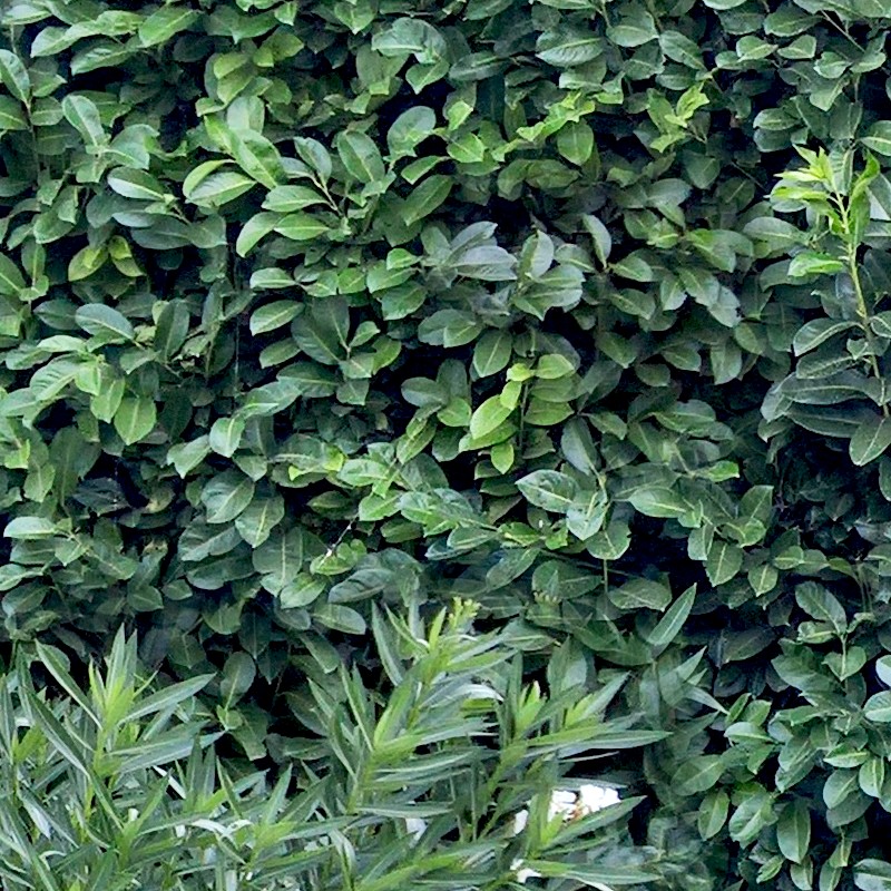 Textures   -   NATURE ELEMENTS   -   VEGETATION   -   Hedges  - Cut out hedge texture 17379 - HR Full resolution preview demo