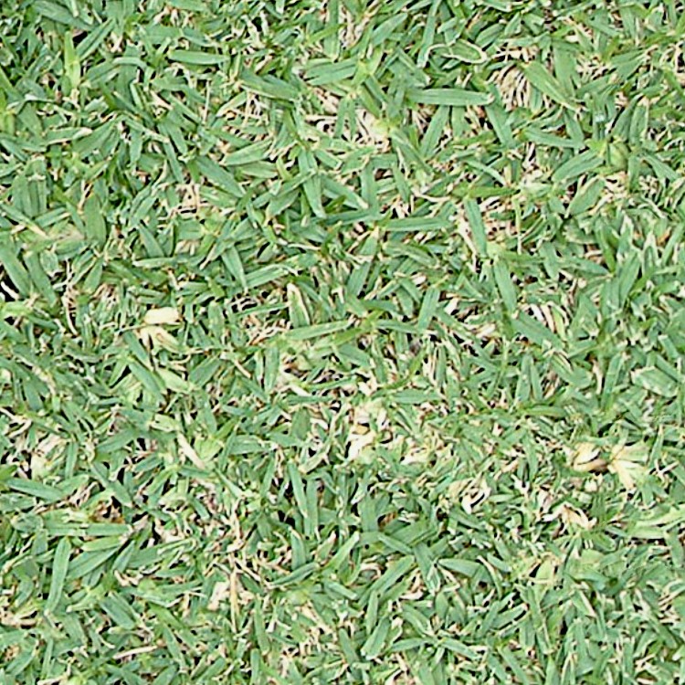 Textures   -   NATURE ELEMENTS   -   VEGETATION   -   Green grass  - Green grass texture seamless 13021 - HR Full resolution preview demo