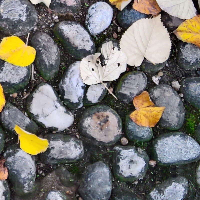 Textures   -   ARCHITECTURE   -   ROADS   -   Paving streets   -   Rounded cobble  - Rounded cobblestone with dead leaves texture seamless 19064 - HR Full resolution preview demo